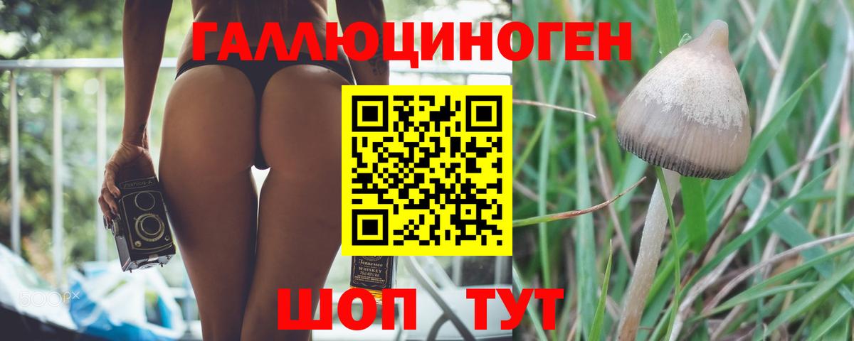 Псилоцибиновые грибы Psilocybine cubensis Кубинка